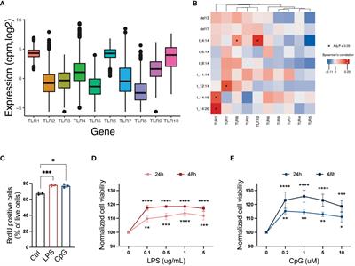 Toll-like receptor signaling in multiple myeloma cells promotes the expression of pro-survival genes B-cell lymphoma 2 and MYC and modulates the expression of B-cell maturation antigen